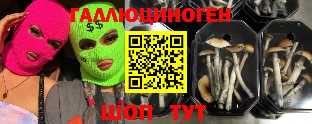 Кисловодск  Галлюциногенные грибы мухоморы  Вход с VPN 